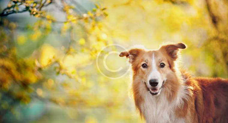 Why Pro Dog Walkers Don’t Recommend “Choke” Dog Collars
